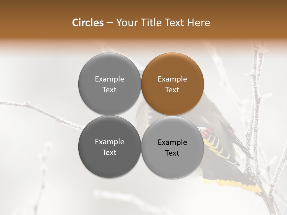 Waxwing PowerPoint Template