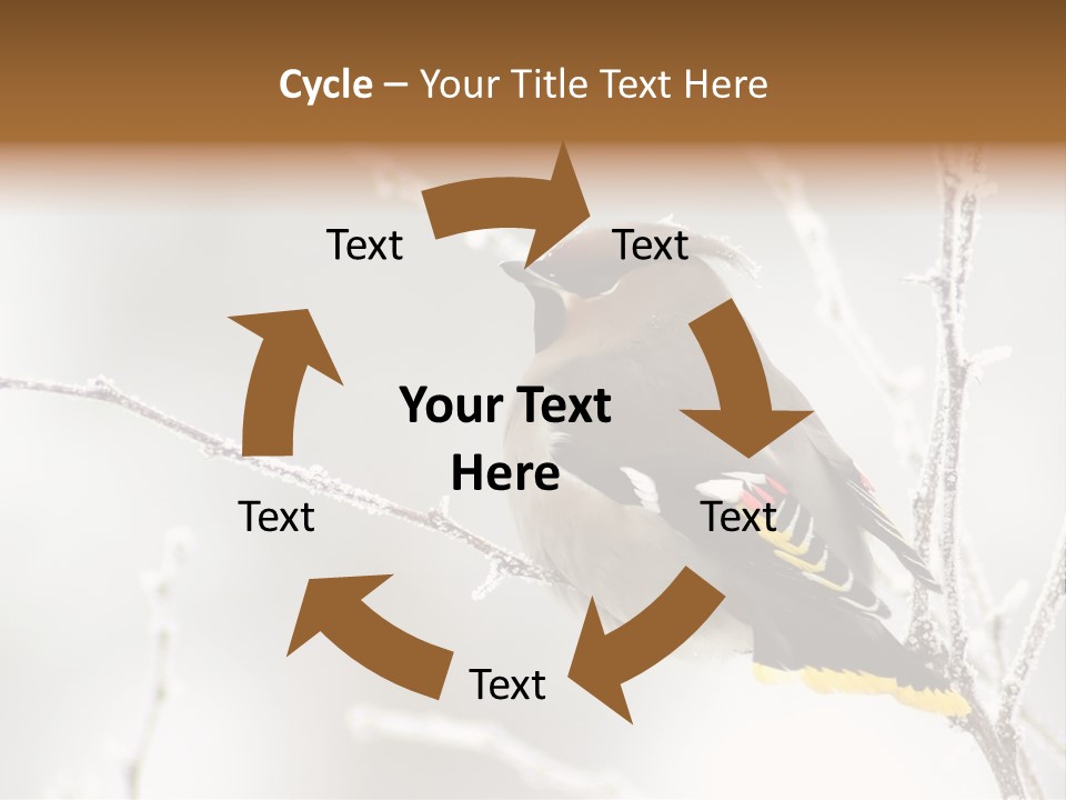 Waxwing PowerPoint Template