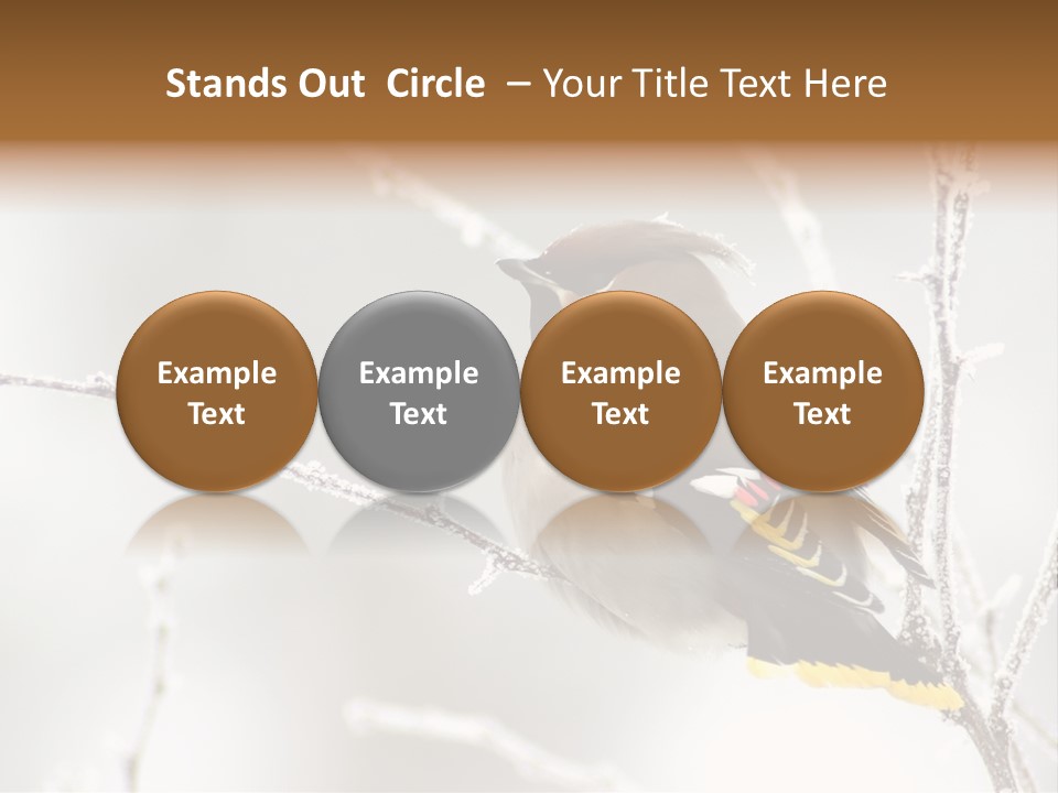 Waxwing PowerPoint Template