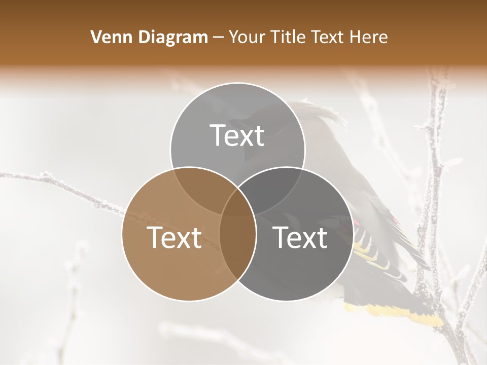 Waxwing PowerPoint Template