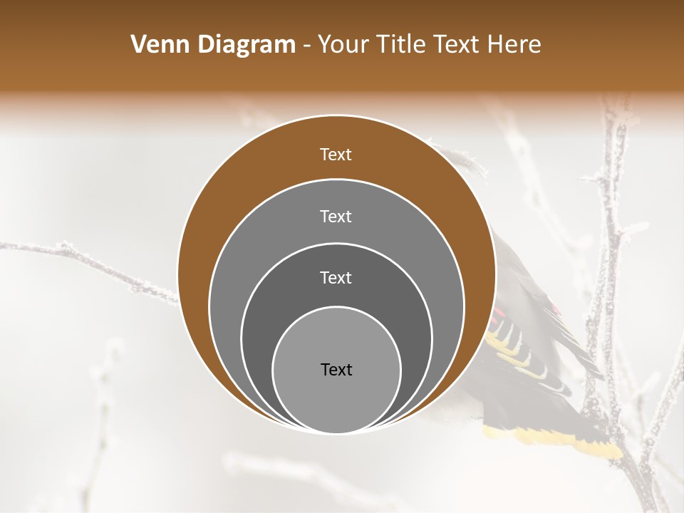 Waxwing PowerPoint Template