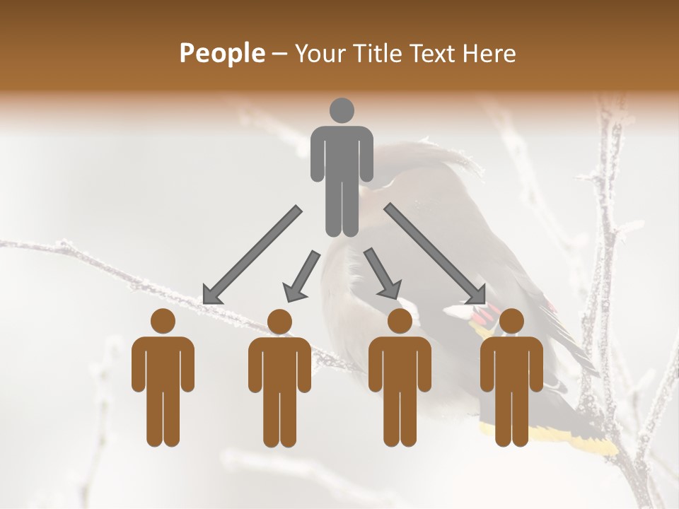 Waxwing PowerPoint Template