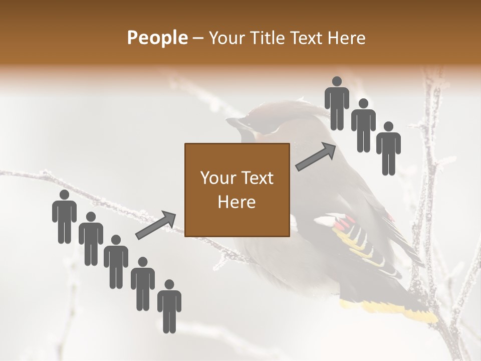 Waxwing PowerPoint Template