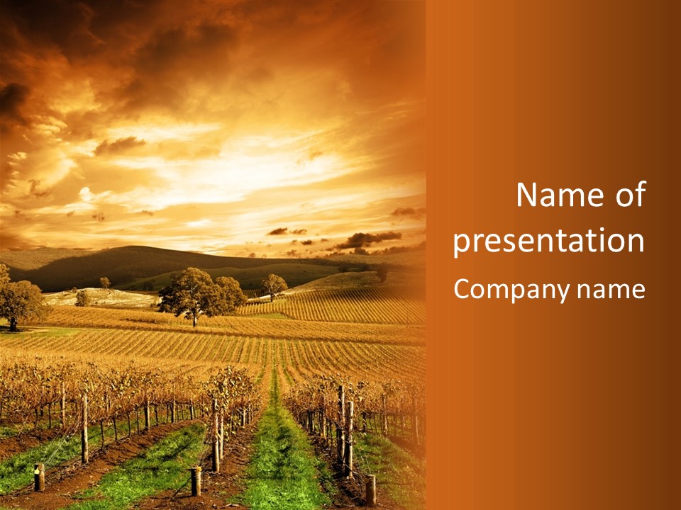 Autumn Sunset Over Vineyard PowerPoint Template