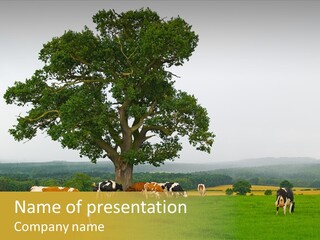 Dairy Cows In Early Morning Mist PowerPoint Template