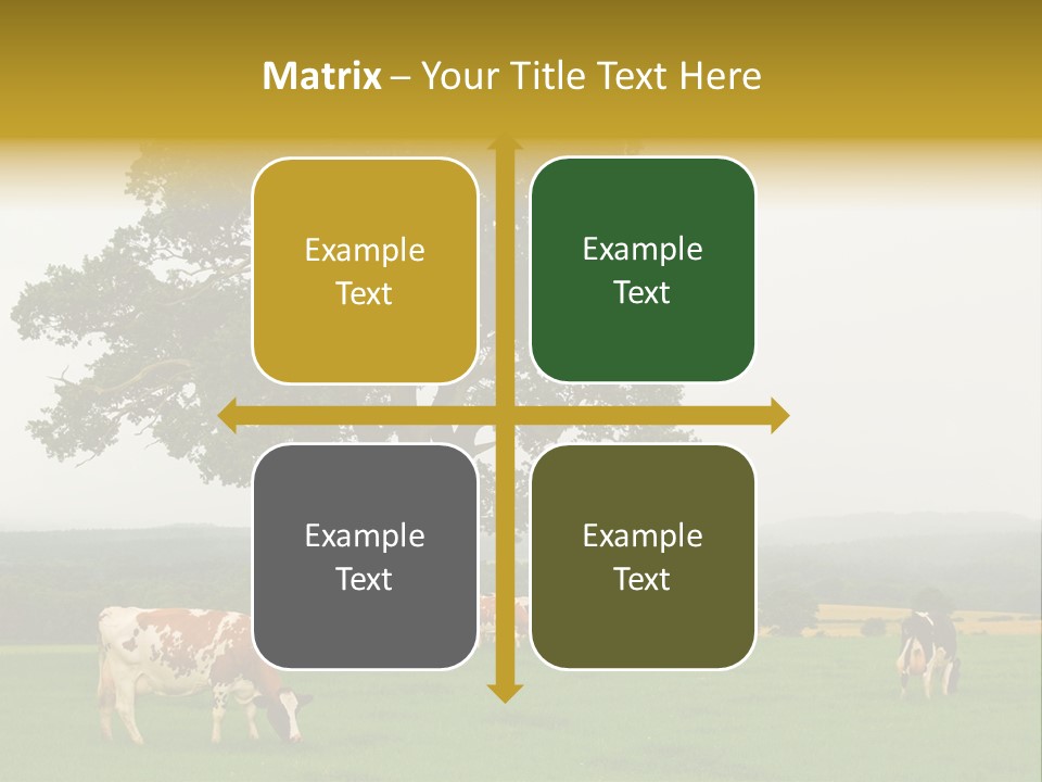 Dairy Cows In Early Morning Mist PowerPoint Template