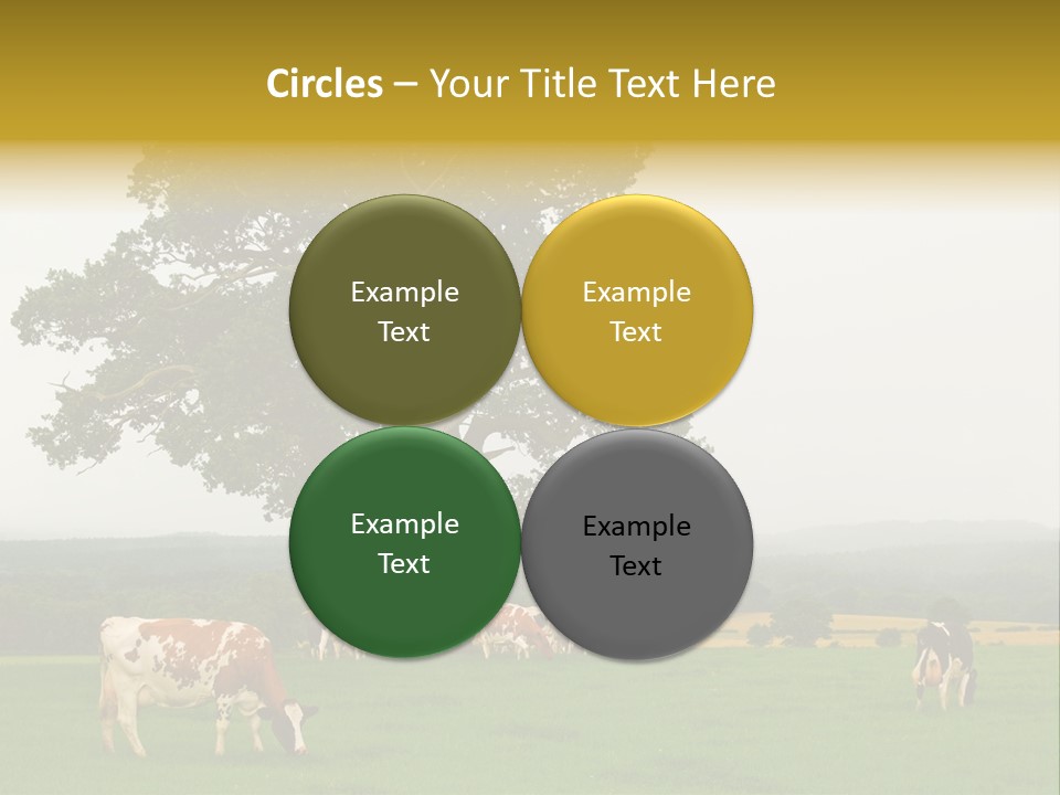Dairy Cows In Early Morning Mist PowerPoint Template