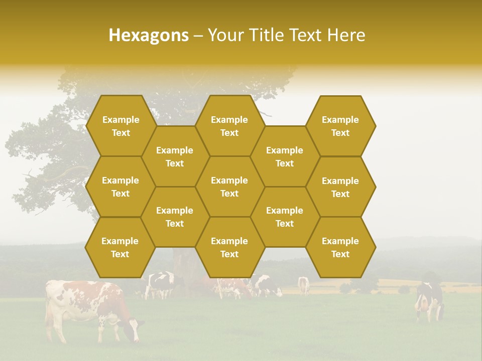 Dairy Cows In Early Morning Mist PowerPoint Template