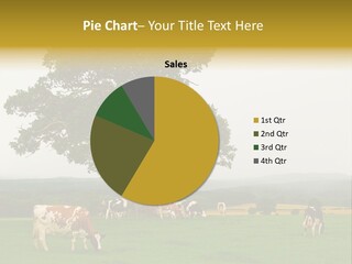 Dairy Cows In Early Morning Mist PowerPoint Template