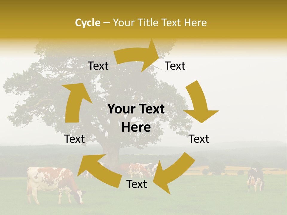 Dairy Cows In Early Morning Mist PowerPoint Template