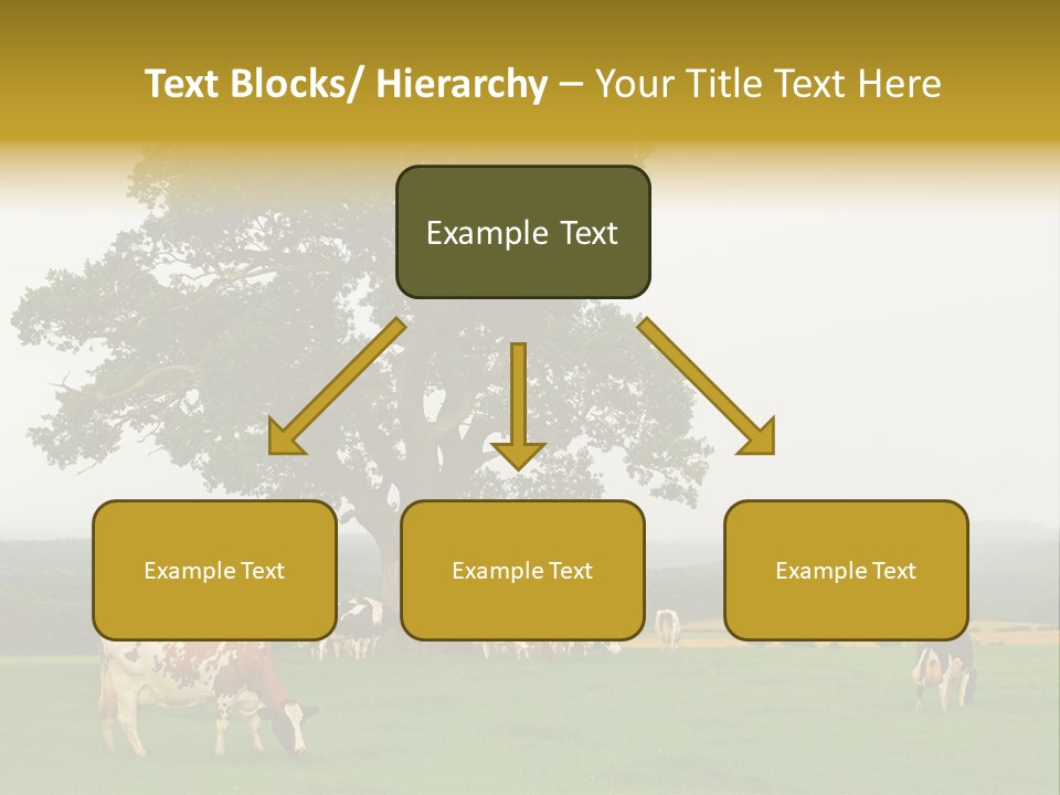 Dairy Cows In Early Morning Mist PowerPoint Template