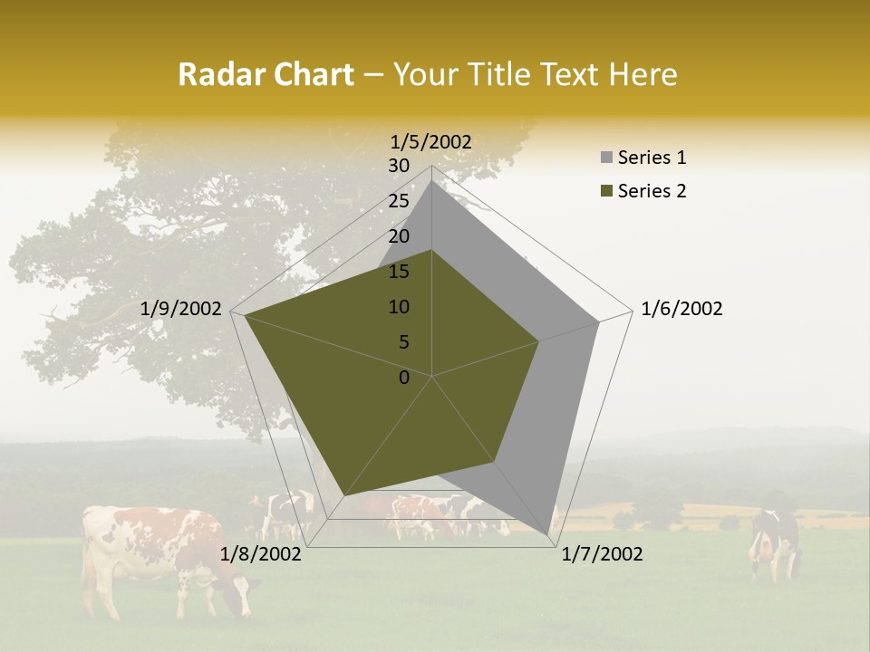 Dairy Cows In Early Morning Mist PowerPoint Template