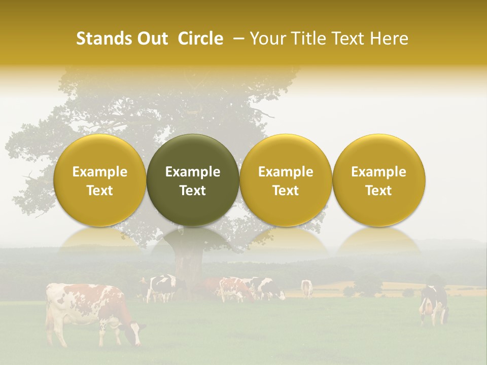 Dairy Cows In Early Morning Mist PowerPoint Template