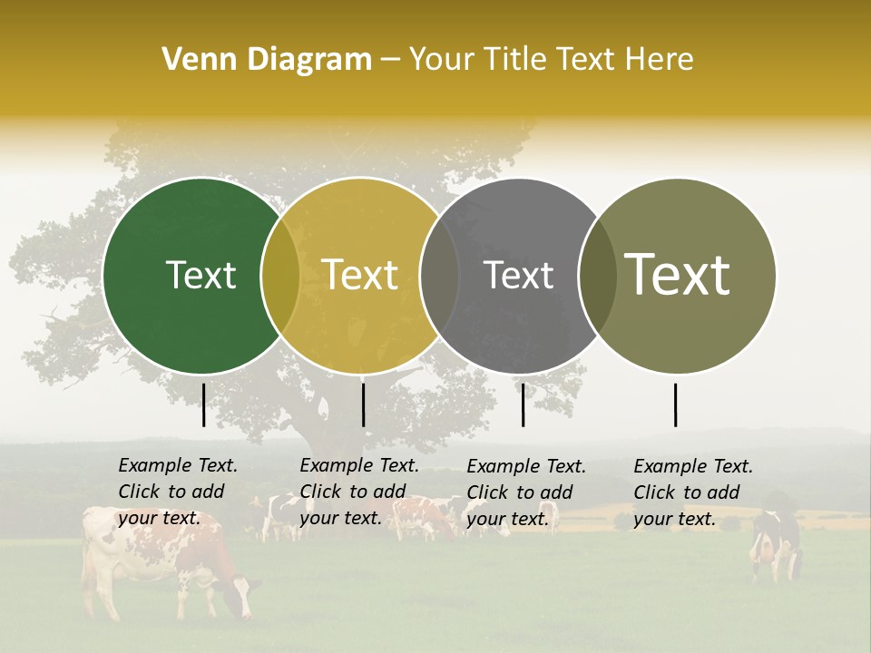 Dairy Cows In Early Morning Mist PowerPoint Template