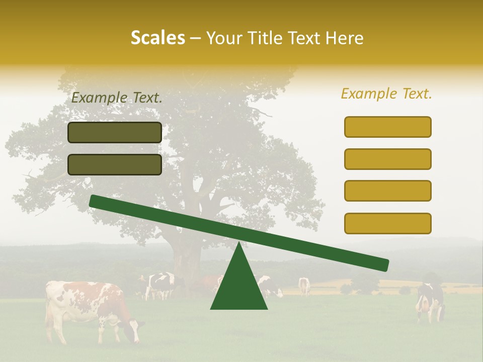 Dairy Cows In Early Morning Mist PowerPoint Template