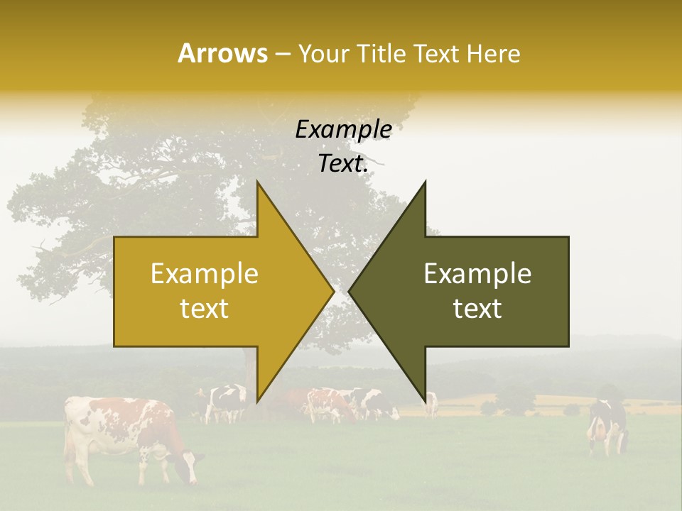 Dairy Cows In Early Morning Mist PowerPoint Template