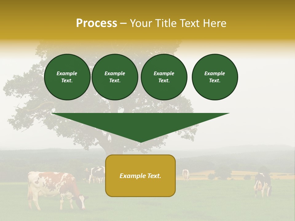 Dairy Cows In Early Morning Mist PowerPoint Template
