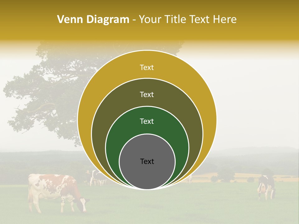 Dairy Cows In Early Morning Mist PowerPoint Template