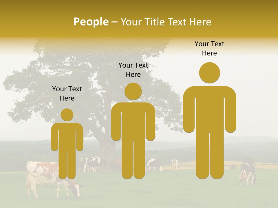 Dairy Cows In Early Morning Mist PowerPoint Template