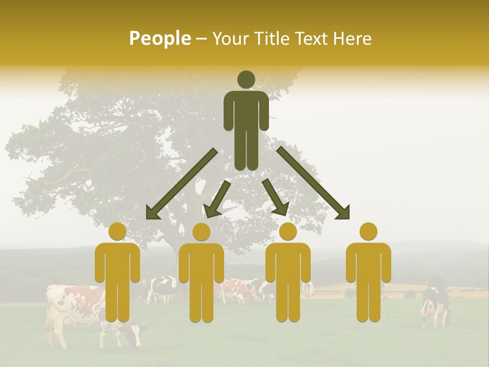 Dairy Cows In Early Morning Mist PowerPoint Template