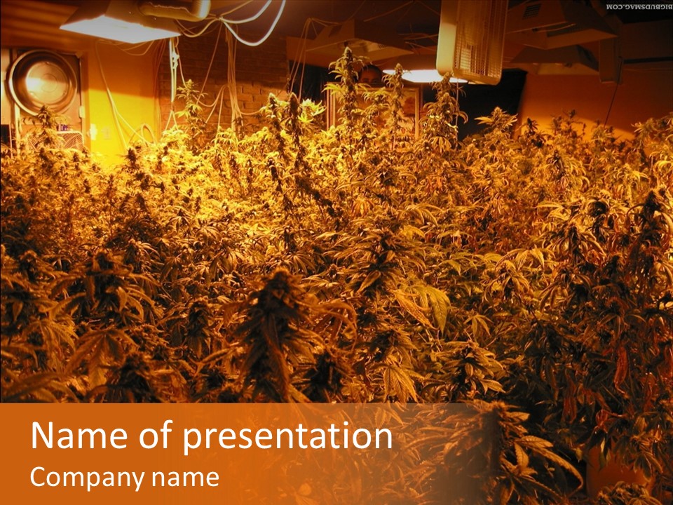 Indoor Hydroponic Medical Cannabis PowerPoint Template