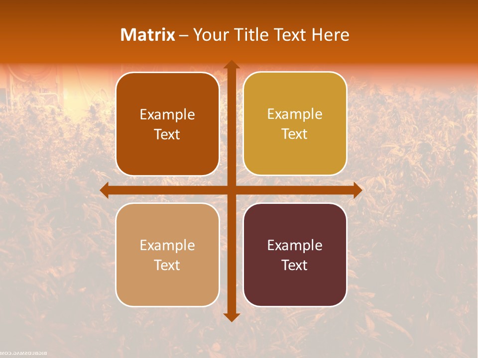 Indoor Hydroponic Medical Cannabis PowerPoint Template