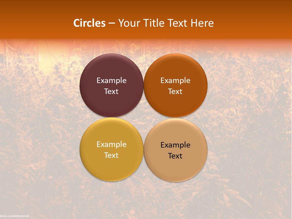 Indoor Hydroponic Medical Cannabis PowerPoint Template