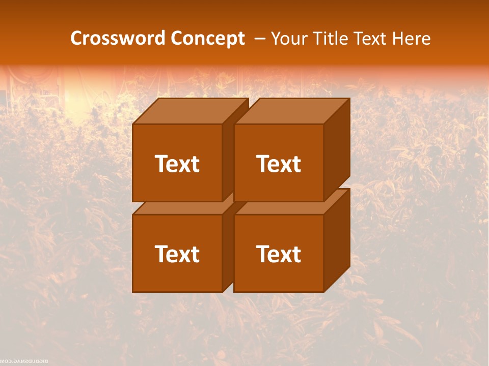 Indoor Hydroponic Medical Cannabis PowerPoint Template