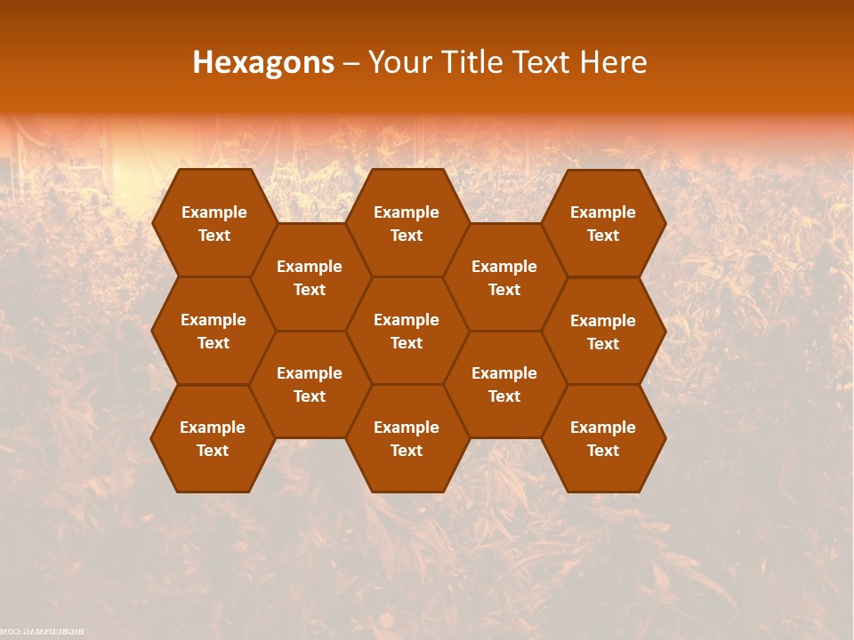 Indoor Hydroponic Medical Cannabis PowerPoint Template
