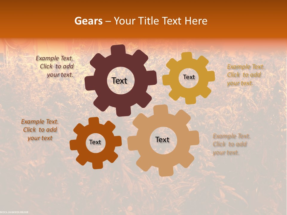 Indoor Hydroponic Medical Cannabis PowerPoint Template