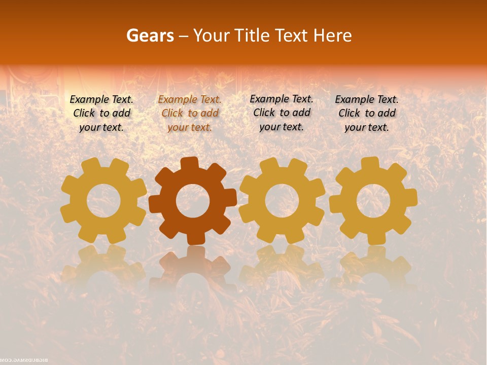 Indoor Hydroponic Medical Cannabis PowerPoint Template