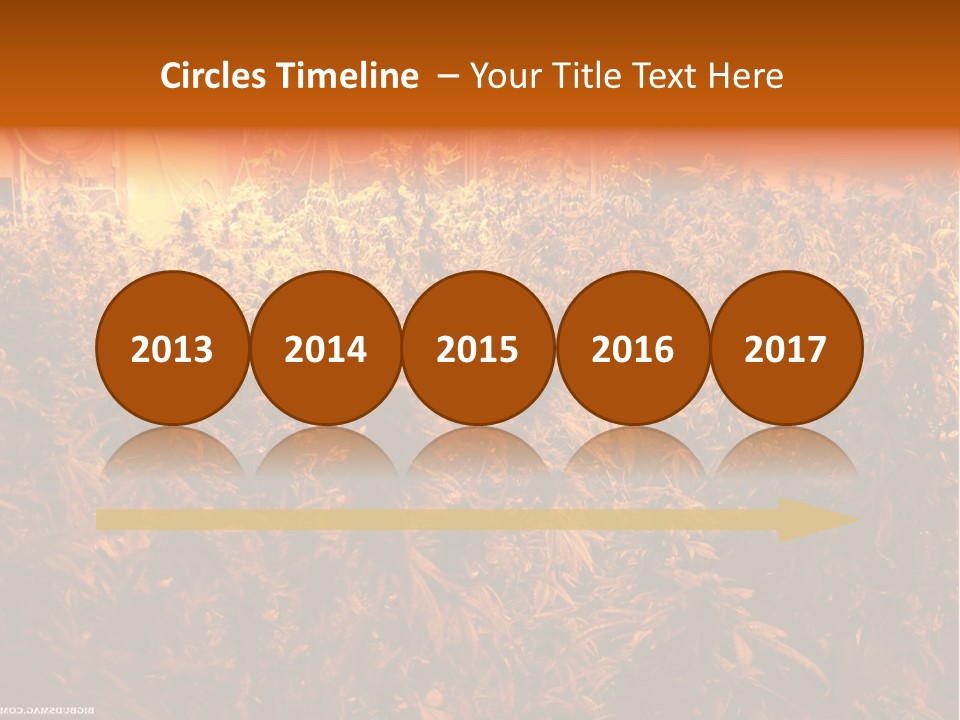 Indoor Hydroponic Medical Cannabis PowerPoint Template