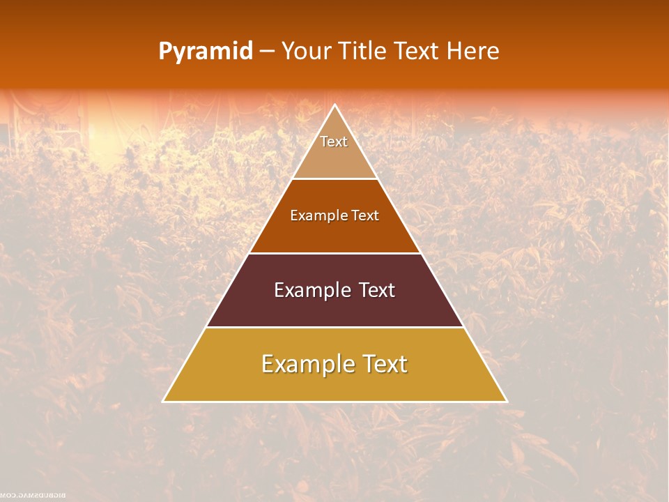 Indoor Hydroponic Medical Cannabis PowerPoint Template