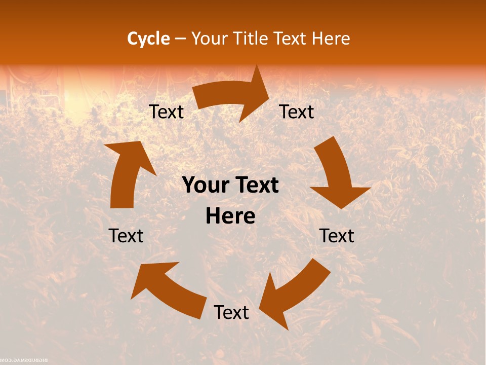 Indoor Hydroponic Medical Cannabis PowerPoint Template