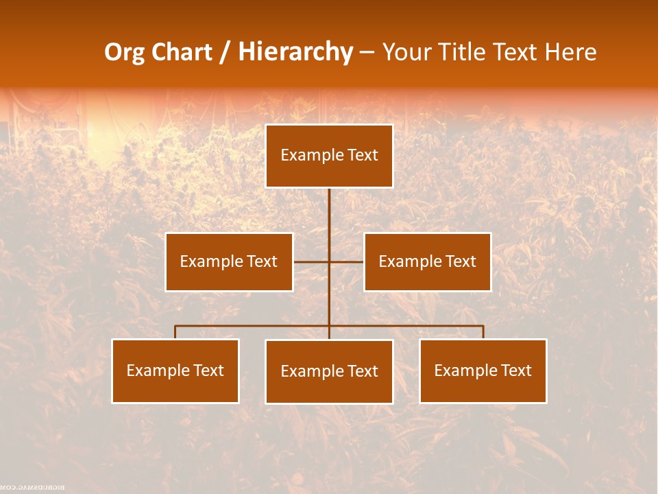 Indoor Hydroponic Medical Cannabis PowerPoint Template