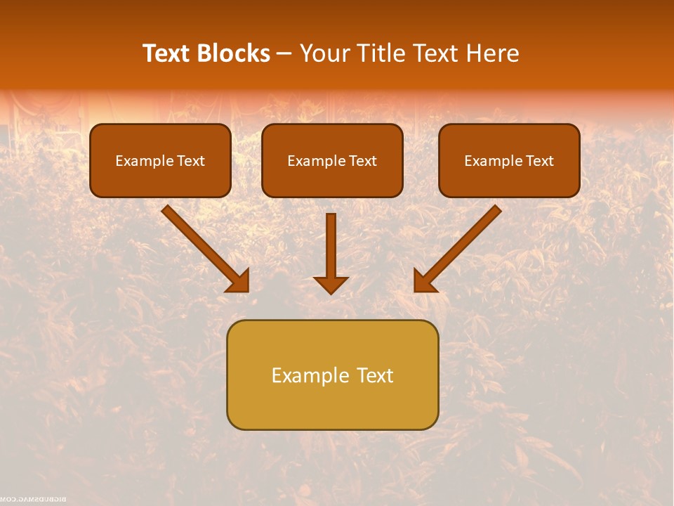 Indoor Hydroponic Medical Cannabis PowerPoint Template