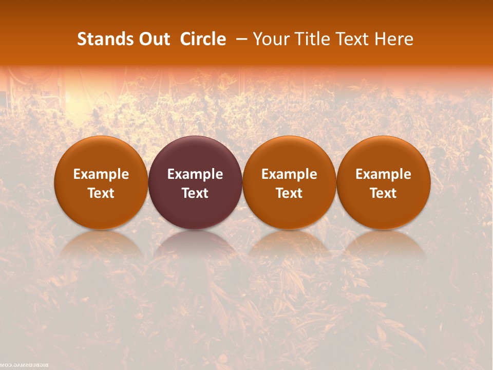 Indoor Hydroponic Medical Cannabis PowerPoint Template