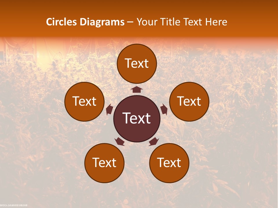 Indoor Hydroponic Medical Cannabis PowerPoint Template
