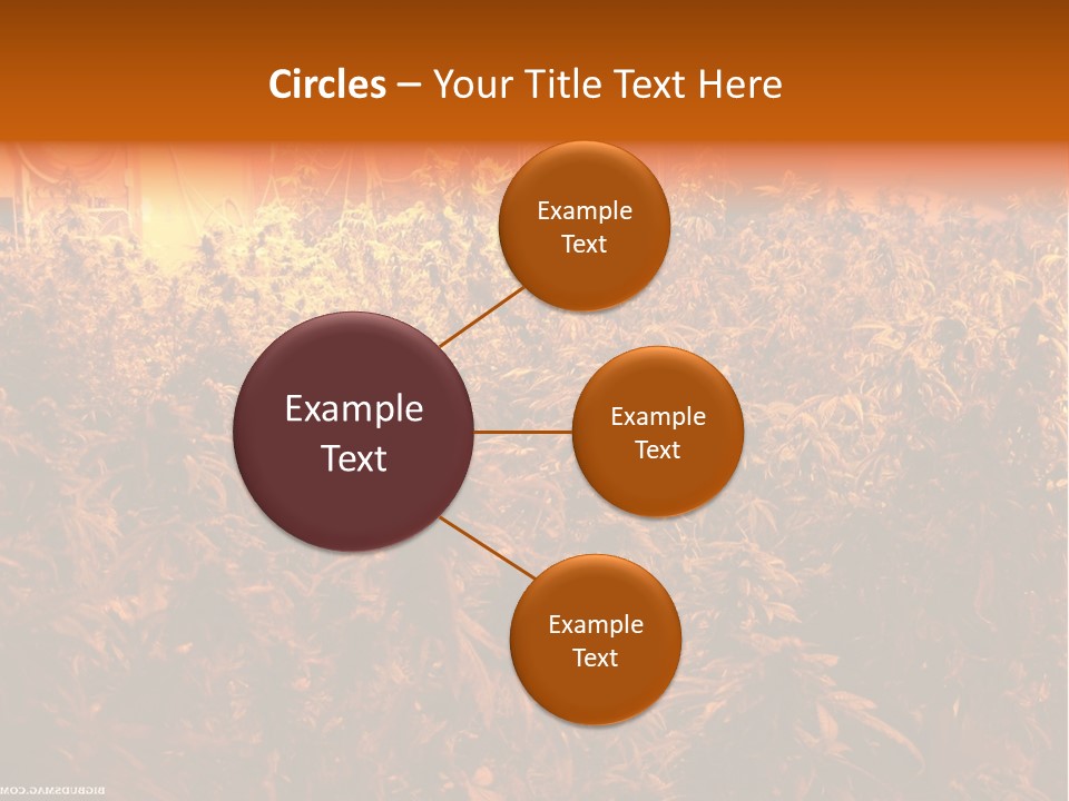 Indoor Hydroponic Medical Cannabis PowerPoint Template