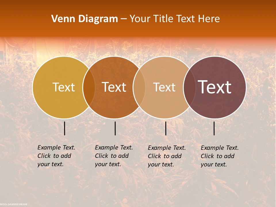 Indoor Hydroponic Medical Cannabis PowerPoint Template