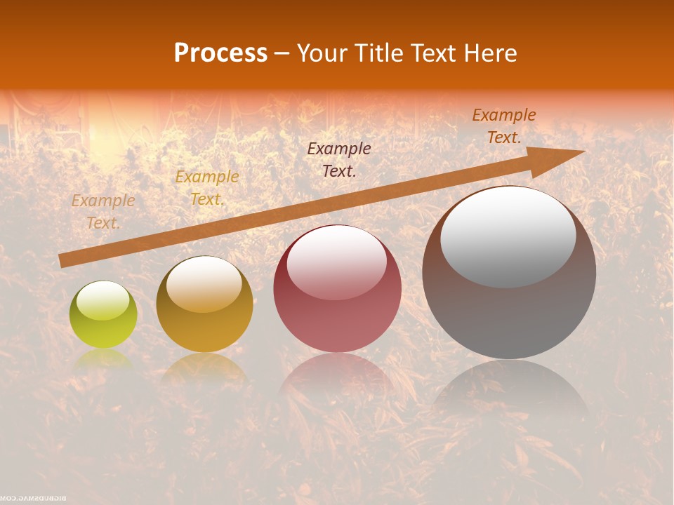 Indoor Hydroponic Medical Cannabis PowerPoint Template