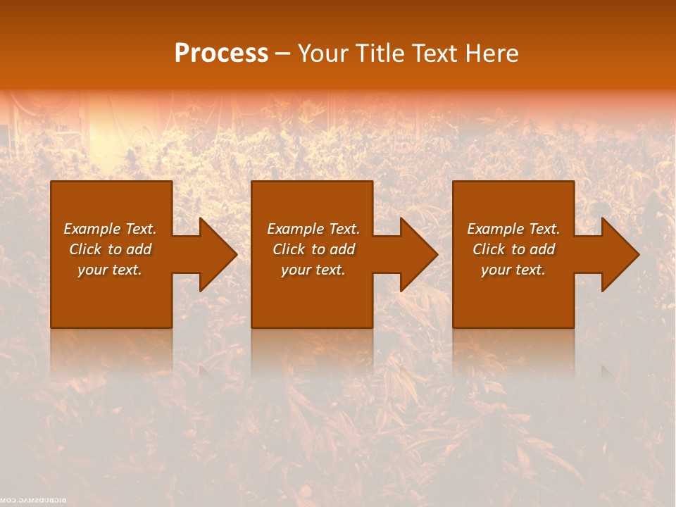 Indoor Hydroponic Medical Cannabis PowerPoint Template