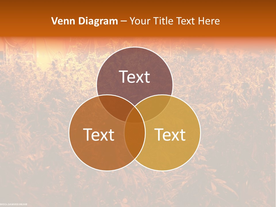 Indoor Hydroponic Medical Cannabis PowerPoint Template