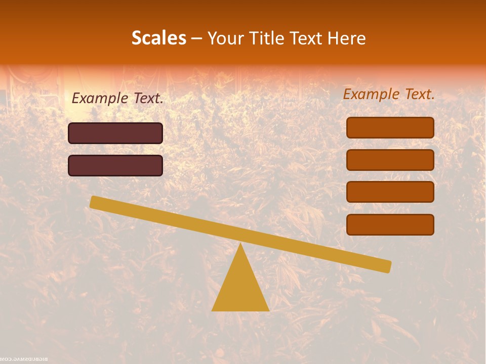 Indoor Hydroponic Medical Cannabis PowerPoint Template