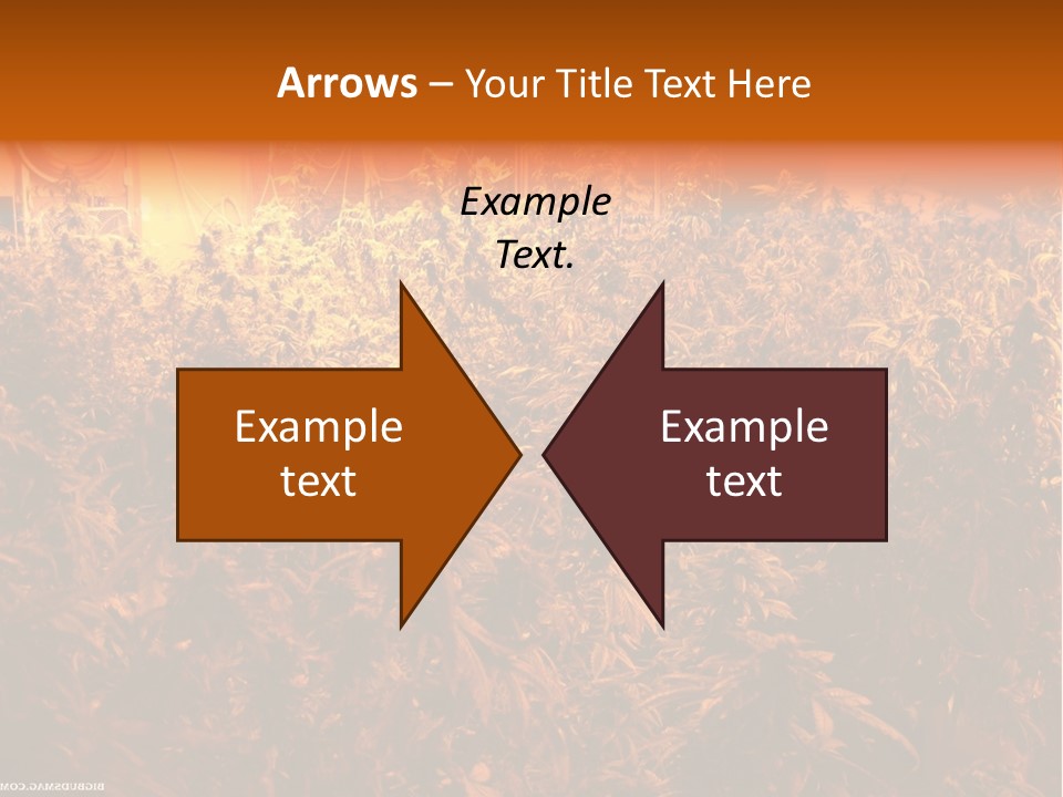 Indoor Hydroponic Medical Cannabis PowerPoint Template