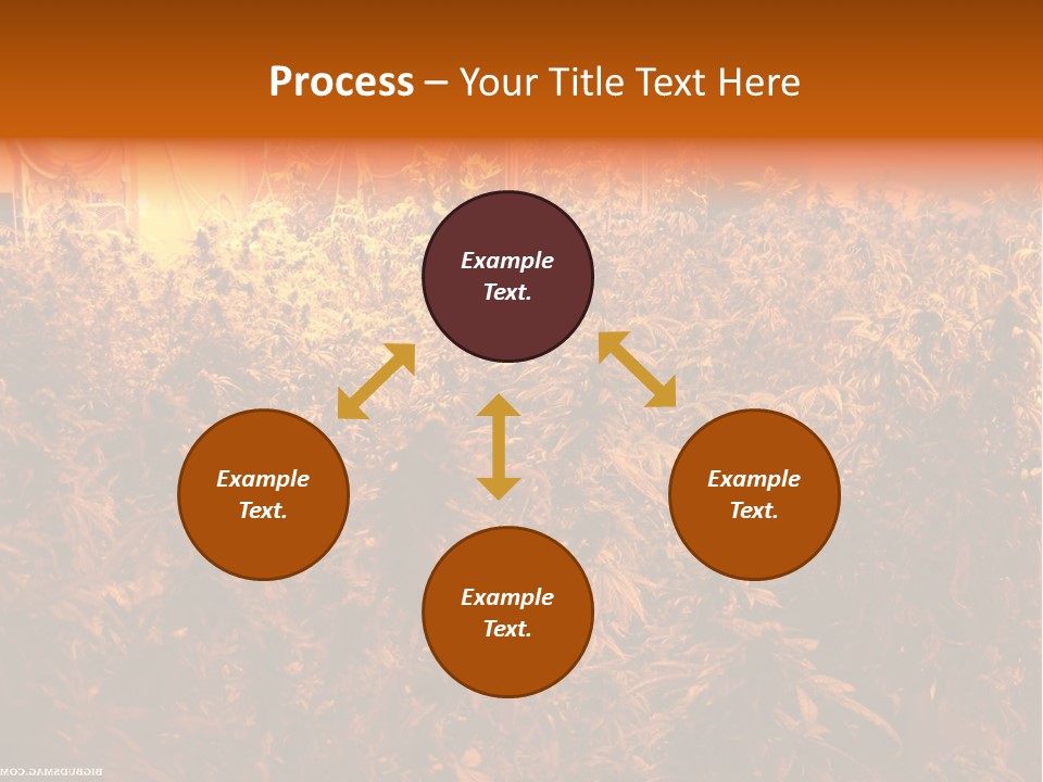 Indoor Hydroponic Medical Cannabis PowerPoint Template