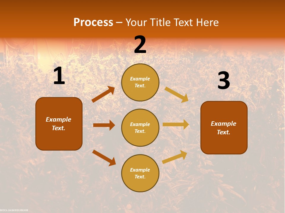 Indoor Hydroponic Medical Cannabis PowerPoint Template
