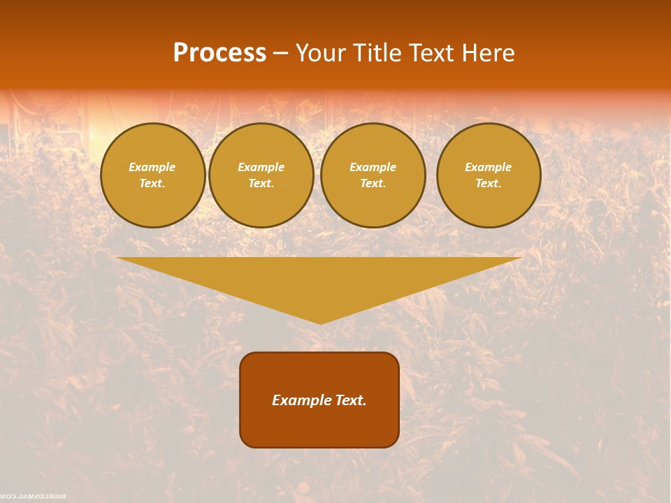 Indoor Hydroponic Medical Cannabis PowerPoint Template
