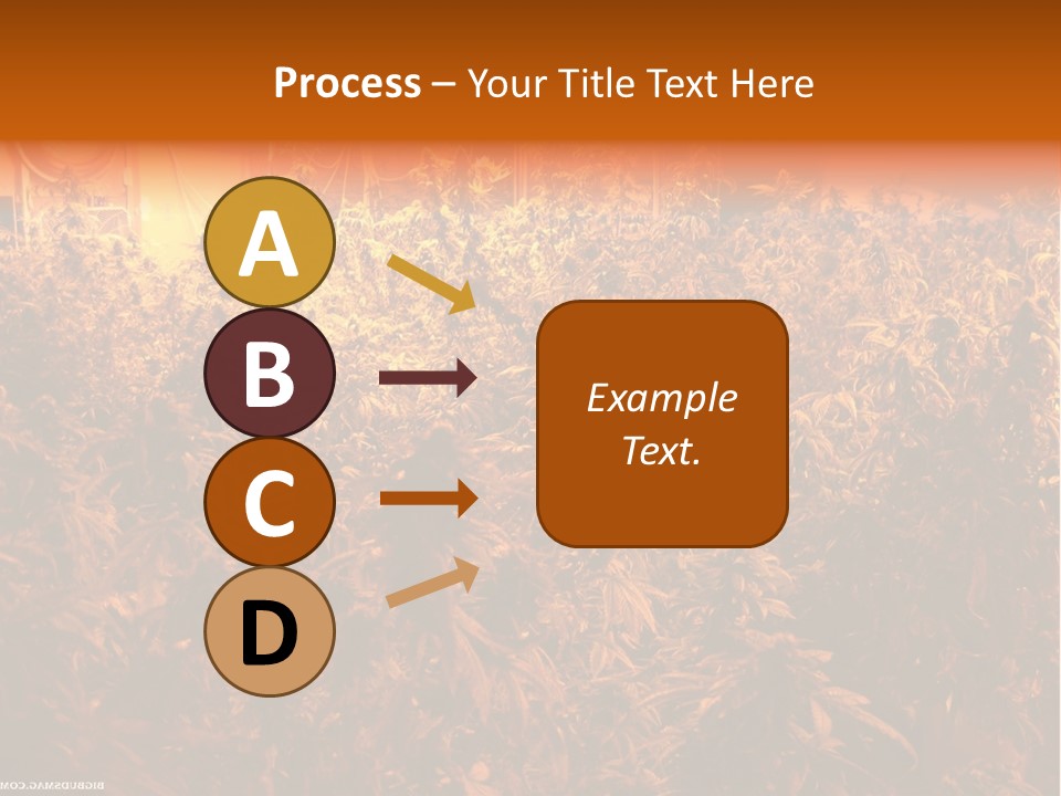 Indoor Hydroponic Medical Cannabis PowerPoint Template