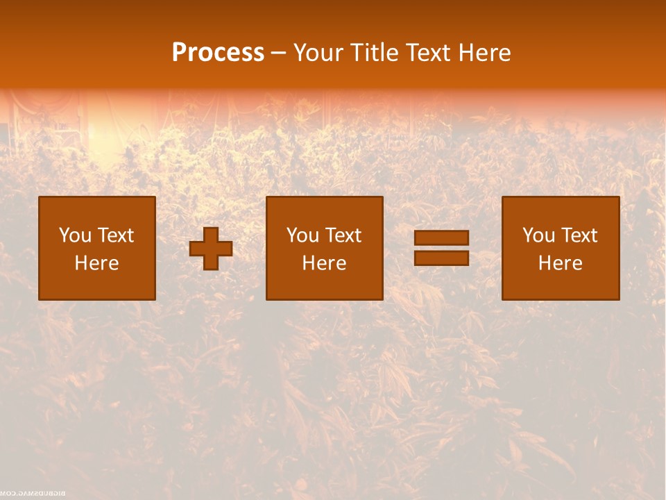 Indoor Hydroponic Medical Cannabis PowerPoint Template